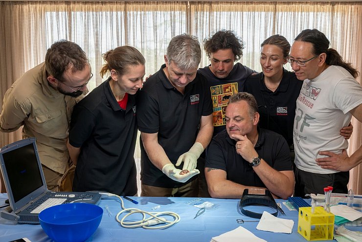 Daniel Cizmar (IZW, l-r), Susanne Holtze (IZW), Thomas Hildebrandt (IZW), Jan Stejskal (Zoo Dvur Kralove), Julia Bohner (IZW), Steven Seet (Conservation Research Fund) und Frank Göritz (IZW, sitzend) betrachten den durch künstliche Befruchtung erzeugten Embryo eines südlichen Breitmaulnashorns. - © Jon A. Juarez/Conservation and Research Fund e.V./dpa