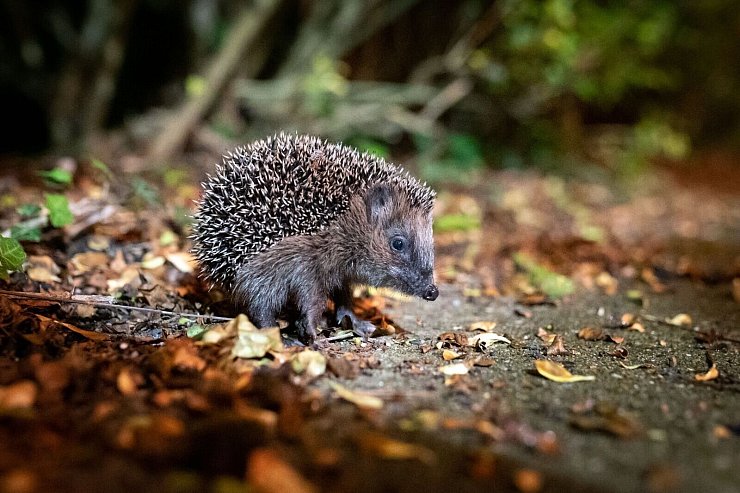 Die Zahl der Westeuropäischen Igel, auch Braunbrustigel genannt, geht stark zurück. (Archivbild) - © Jonas Walzberg/dpa