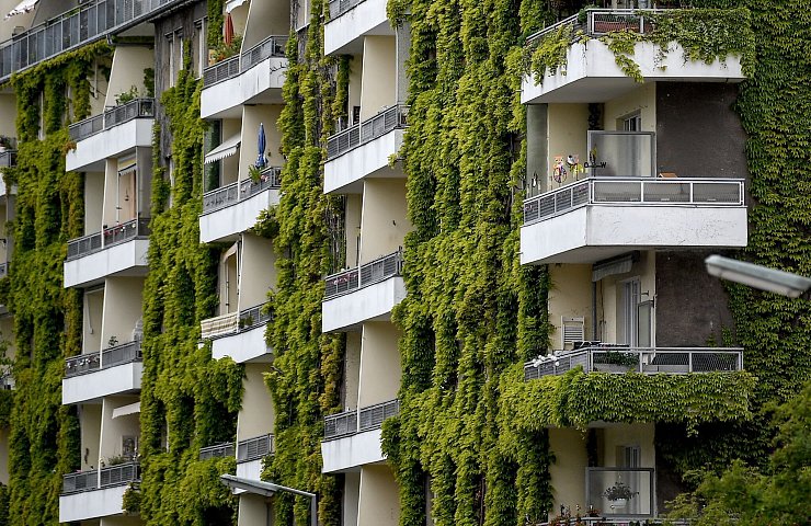Grünpflanzen schaffen Verdunstungskühle - auch wilder Wein wie hier an einer Fassade in Berlin. - © Britta Pedersen/dpa-Zentralbild/ZB