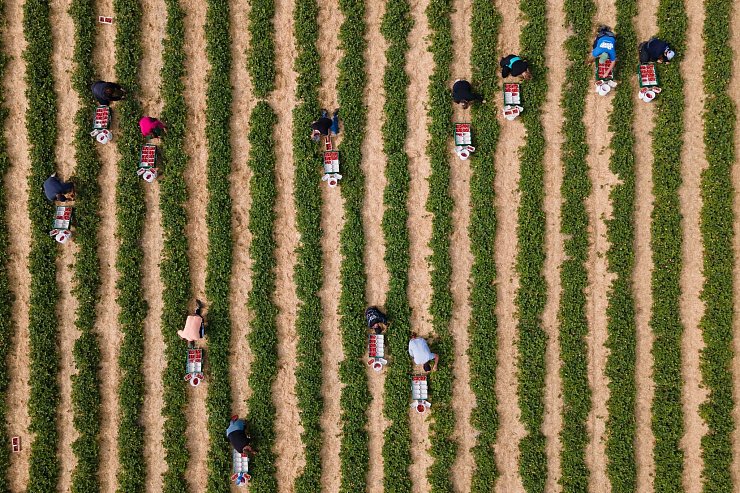 Die Erdbeerernte im Freiland ist arbeitsintensiv - © Sebastian Kahnert/dpa