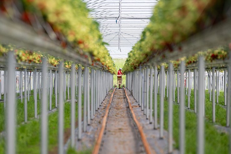 Moderne Erdbeerkultur: Höhere Erträge und leichtere Arbeit. - © Armin Weigel/dpa