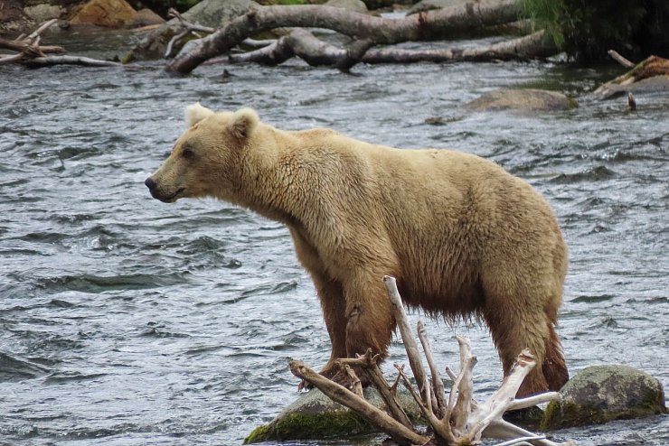 Das Bärenweibchen Grazer ist zu Beginn des Sommers noch recht mager. - © T. Carmack/National Park Service via AP/dpa