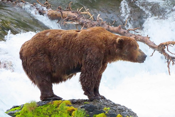 Zu Beginn des Sommers ist Bär 32 Chunk noch recht dünn. - © T. Carmack/National Park Service via AP/dpa