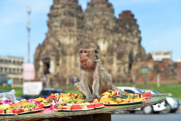 Die Affen speisen in einem alten Khmer-Tempel. - © Rachen Sageamsak/XinHua/dpa