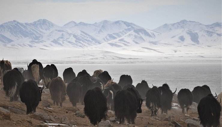 Wo Yak-Herden entlang ziehen, formen sie oft Pfade. (Archivbild) - © Purbu Zhaxi/XinHua/dpa