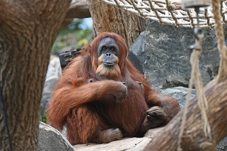 Bella hat nur noch zwei Zähne, einen Dickkopf und liebt Bananen und Karotten. - © David Hammersen/dpa