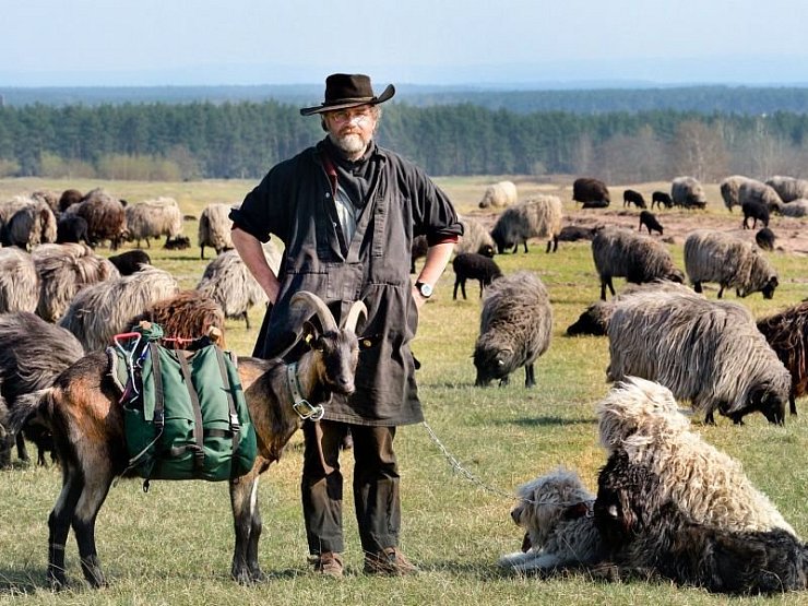 Markus Laabs mit den drei Hütehunden und Packziege Riley inmitten der Heidschnuckenherde. - © FOTO: REINHARD ROHLF