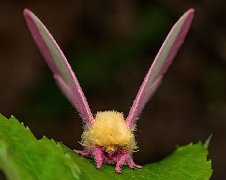 Hübsch sieht der Falter Dryocampa rubicunda mit seinen zarten Farben und der wilden Löwenmähne aus. - © Jeremy Squire/Florida Museum of Natural History/dpa