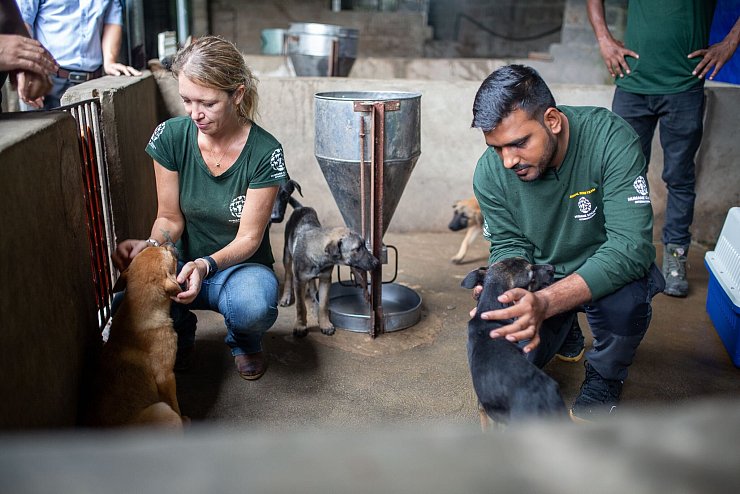 Tierschützer versuchen, die verängstigten Hunde zu beruhigen. - © Chris Humphrey/dpa