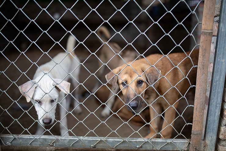 In solchen Betonzwingern werden junge Hunde gehalten, bis sie für den Handel bereit sind. - © Chris Humphrey/dpa