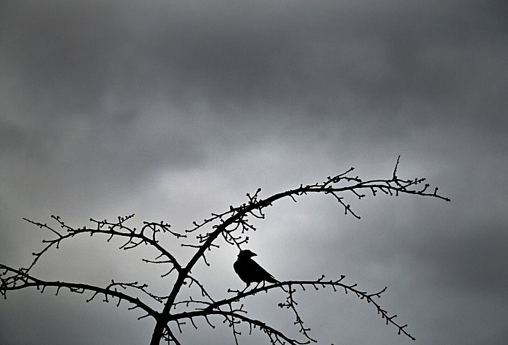 Für Weihnachten werden Wolken und milde Temperaturen erwartet. (Archivbild) - © Federico Gambarini/dpa