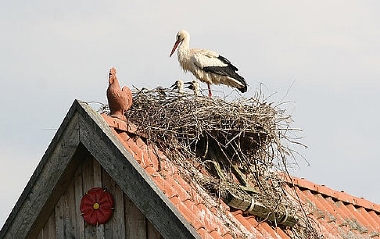 Ein Nest bleibt leer - © Blomberg
