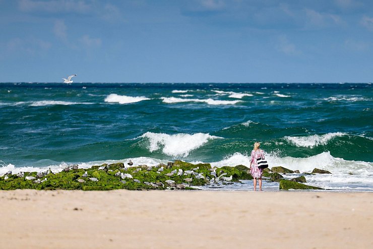 Die meisten in Nord- und Ostsee vorkommenden Quallen sind für den Menschen ungefährlich. - © Frank Molter/dpa