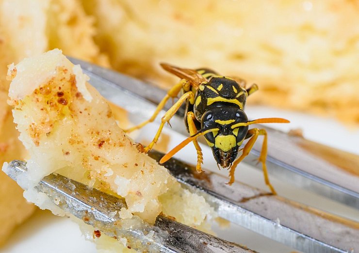 Wer Wespen auf seinem Brot oder Kuchen entdeckt, der sollte am besten die Ruhe bewahren - und nicht nach ihnen pusten oder schlagen. (Symbolbild) - © Patrick Pleul/dpa