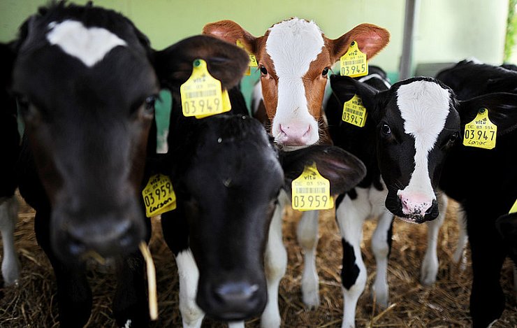 Ist die Haltung von Kälbern auf Spaltböden mit dem Tierschutz vereinbar. - © FOTO: DPA
