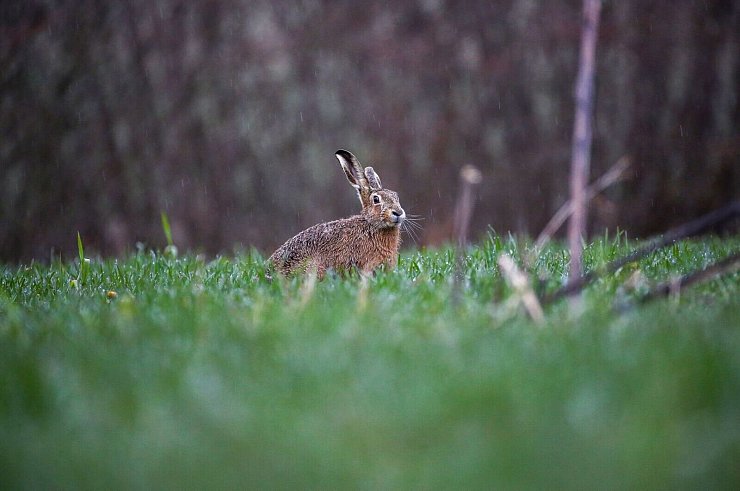 Ein Feldhase im Regen auf einer Wiese. Das Hochwasser hat auch Auswirkungen auf Wildtiere. - © Thomas Warnack/dpa
