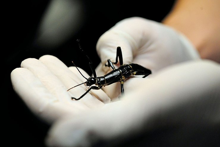 Im Zoo in Prag ist ein neuer Pavillon für eine der seltensten Insektenarten, den australischen Baumhummer, eröffnet worden. - © Michael Heitmann/dpa