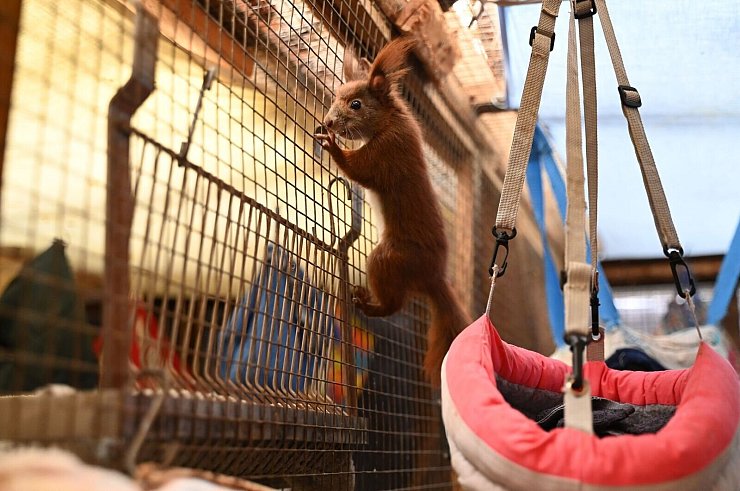Sie wollen klettern. Ein Blick in die Auffangstation der Eichhörnchen-Hilfe im brandenburgischen Teltow - ein Projekt der Organisation Aktion Tier. - © Katharina Kausche/dpa
