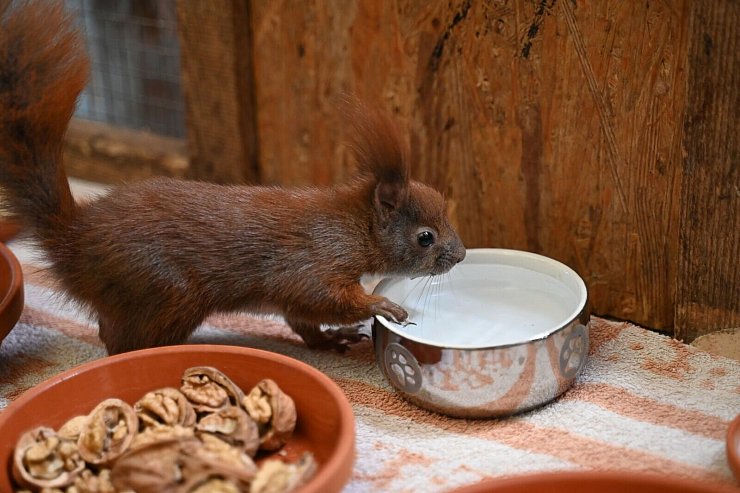 Es gibt Futter und Wasser für Eichhörnchen in der Auffangstation im brandenburgischen Teltow. - © Katharina Kausche/dpa