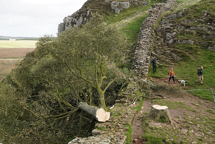 Der Baum wurde kurz über dem Boden abgetrennt. (Archivfoto) - © Owen Humphreys/Press Association/dpa