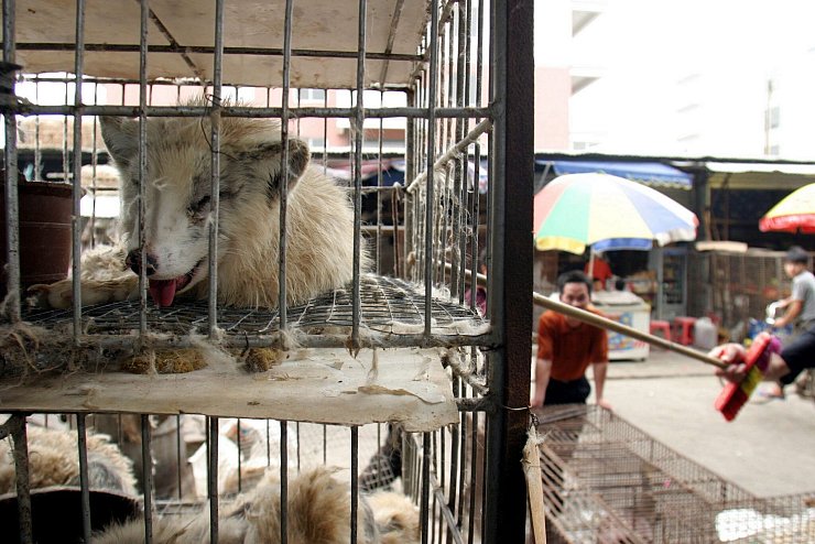 Marderhunde liegen in engen Käfigen auf dem Xin Yuan Markt in Wuhan. (Archivbild) - © Paul Hilton/epa/dpa