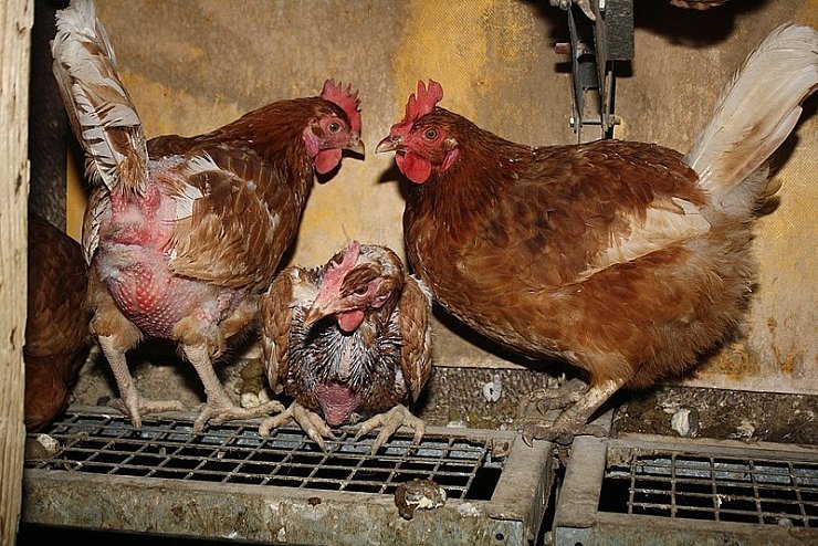 Schockierende Zustände auf Öko-Höfen - © DIE TIERFREUNDE