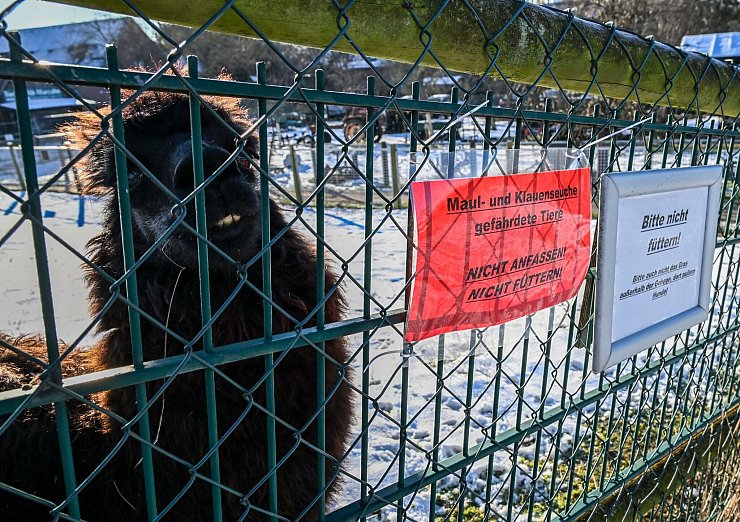 Neben hohem Fieber, Appetitlosigkeit und Apathie können infizierte Tiere Blasen am Maul und auf der Zunge sowie an den Klauen und den Zitzen entwickeln (Archivbild). - © Jens Kalaene/dpa