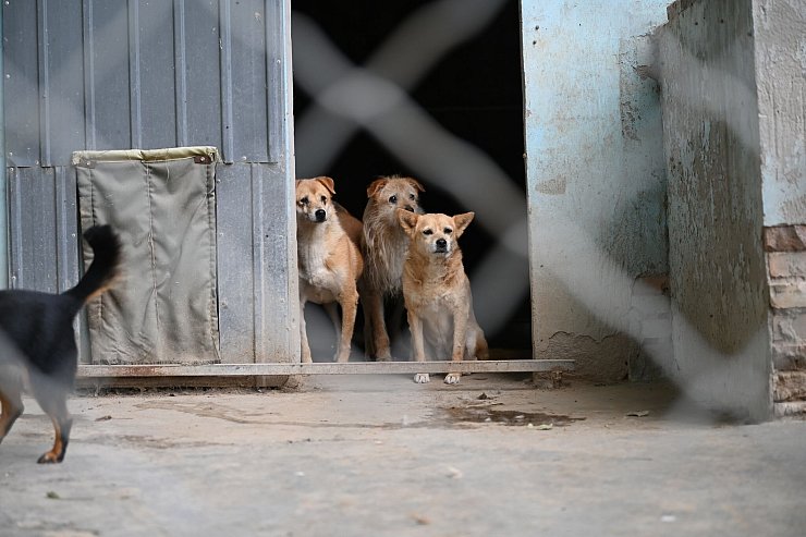 Manche Besitzer in China setzen ihre Hunde aus, etwa wenn sie umziehen müssen oder keine Zeit mehr haben. - © Johannes Neudecker/dpa