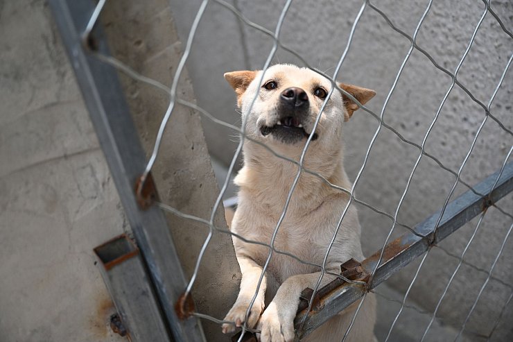 Hunde, die vor dem Hundefleisch-Fest in Yulin gerettet werden, landen oft auf Zhao Xinqis Hof. - © Johannes Neudecker/dpa