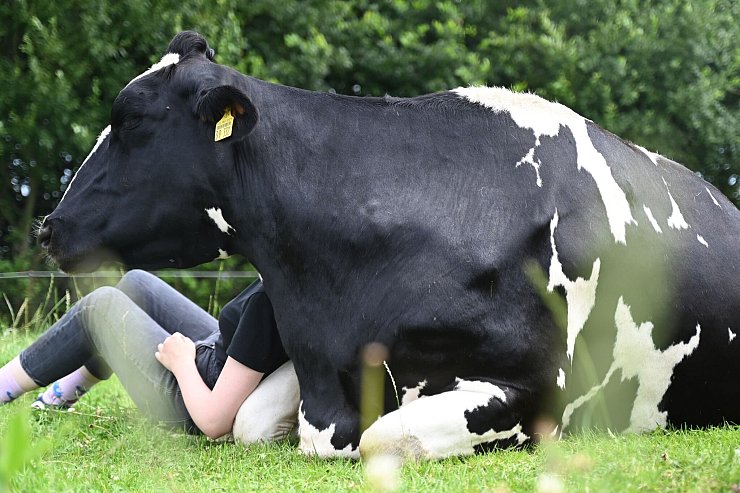 Wenn die Kuh keine Lust auf Gesellschaft oder Kuscheln hat, lässt man sie in Ruhe – jedes Rind kann einfach aufstehen und weggehen. - © David Hammersen/dpa