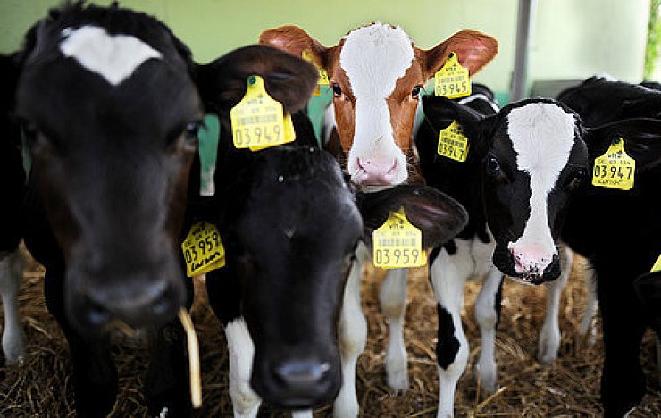 Delbrück: Kälbermäster zieht vor Gericht - © DELBRÜCK