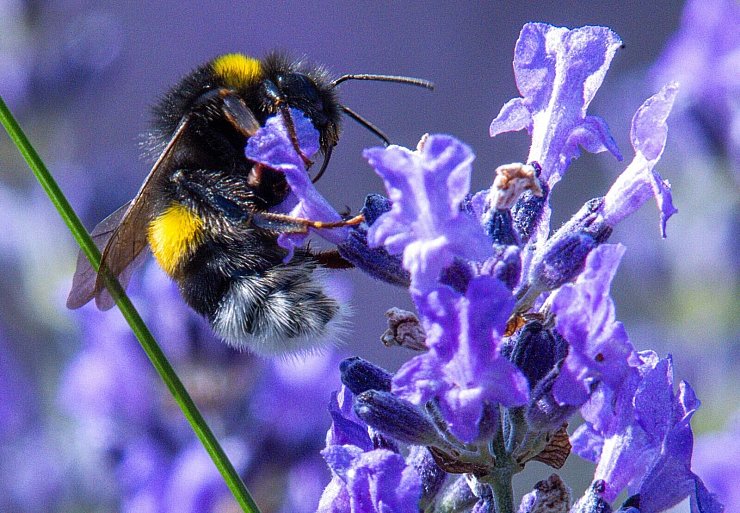 Citizen Science kann auch dazu führen, dass sich Menschen mehr für die Natur interessieren und diese schützen wollen. - © Jens Büttner/dpa