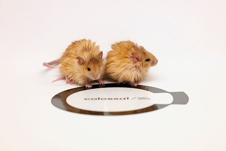 Wollhaarmäuse - folgen demnächst mammutähnliche Elefanten? - © Colossal Biosciences/dpa