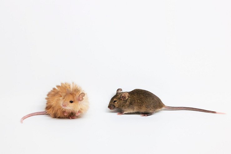 Viele der geschaffenen Mäuse überleben die Prozedur im Genlabor nicht. - © Colossal Biosciences/dpa