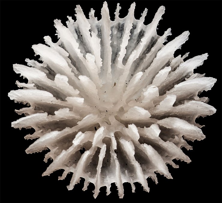 Gefunden wurden die Korallen in über 4000 Meter Tiefe zwischen Hawaii und Mexiko. - © Guadalupe Bribiesca-Contreras/National Oceanography Centre, United Kingdom/dpa