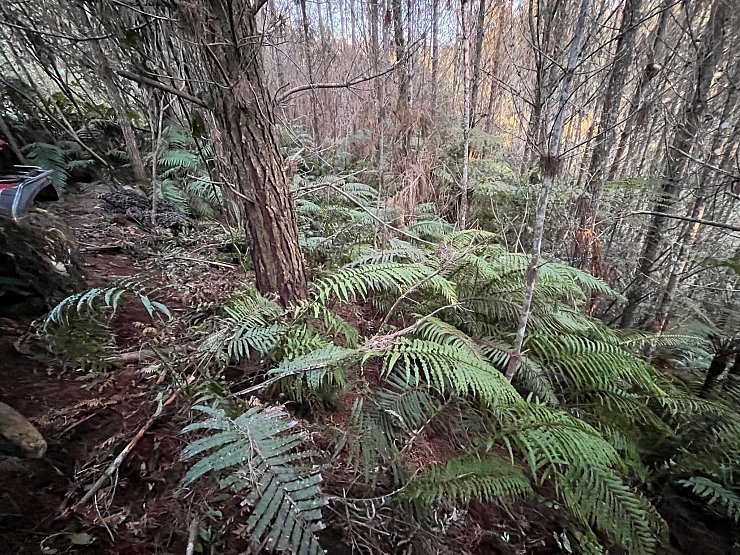 Die abgelegenen Wälder in der Region sind von dichten Farnen bewachsen. - © NZ Police/dpa