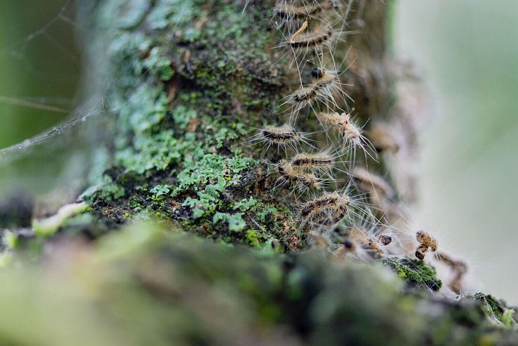 Raupen des Eichenprozessionsspinners in ihrem Nest auf einem Baum. (Archivbild) - © Lisa Ducret/dpa