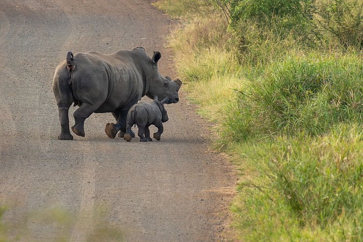 Ohne Horn werden die Tiere seltener von Wilderern getötet. (Handout) - © Tim Kuiper/Greater Kruger Environmental Protection Foundation/dpa