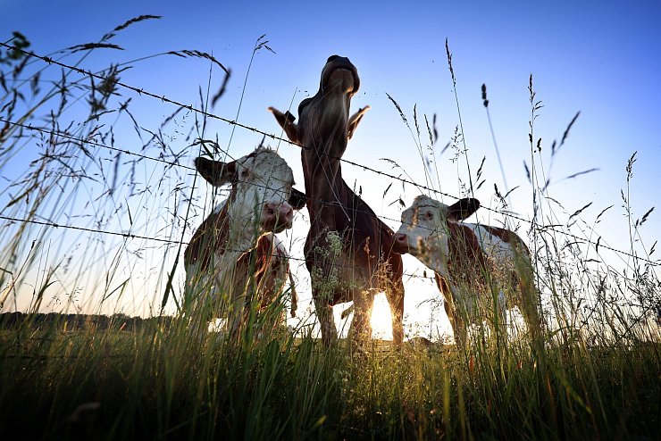 Für viele Verbraucherinnen und Verbraucher spielt Tierwohl eine wichtige Rolle. (Symbolbild) - © Karl-Josef Hildenbrand/dpa
