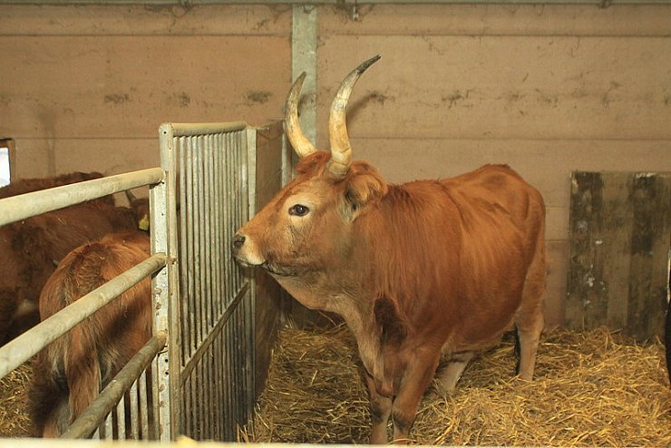 Heide irrte zehn Wochen durch den Teuto - © Foto: Lahr