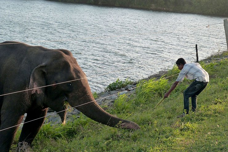 Angelockt vom Futter: Teilweise durchbrechen Elefanten im Udawalawe-Nationalpark Zäune, um weiter gefüttert zu werden. (Archivbild) - © -/Udawalawe Elephant Research Project/dpa