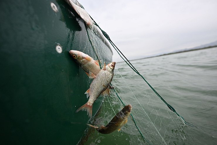 Rotaugen sind nicht nur als Speisefisch beliebt, sie sollen auch die rasante Ausbreitung der Quagga-Muscheln im Bodensee bremsen. (Archivbild) - © Felix Kästle/dpa