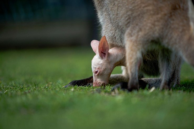 Erst mit sieben Monaten schauen Wallabys aus dem Beutel hervor. - © Symbio Wildlife Park/dpa