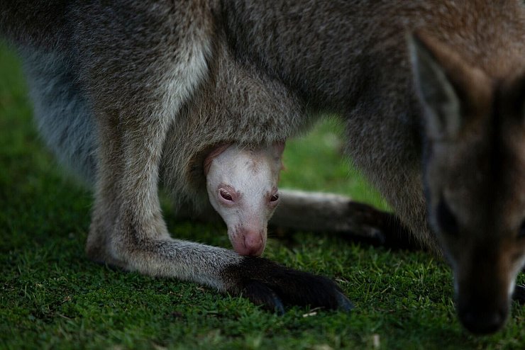 Olaf hätte in der Wildnis kaum Überlebenschancen. - © Symbio Wildlife Park/dpa