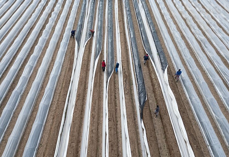 Der einheimische Spargel ist fast immer Folienspargel. - © Boris Roessler/dpa
