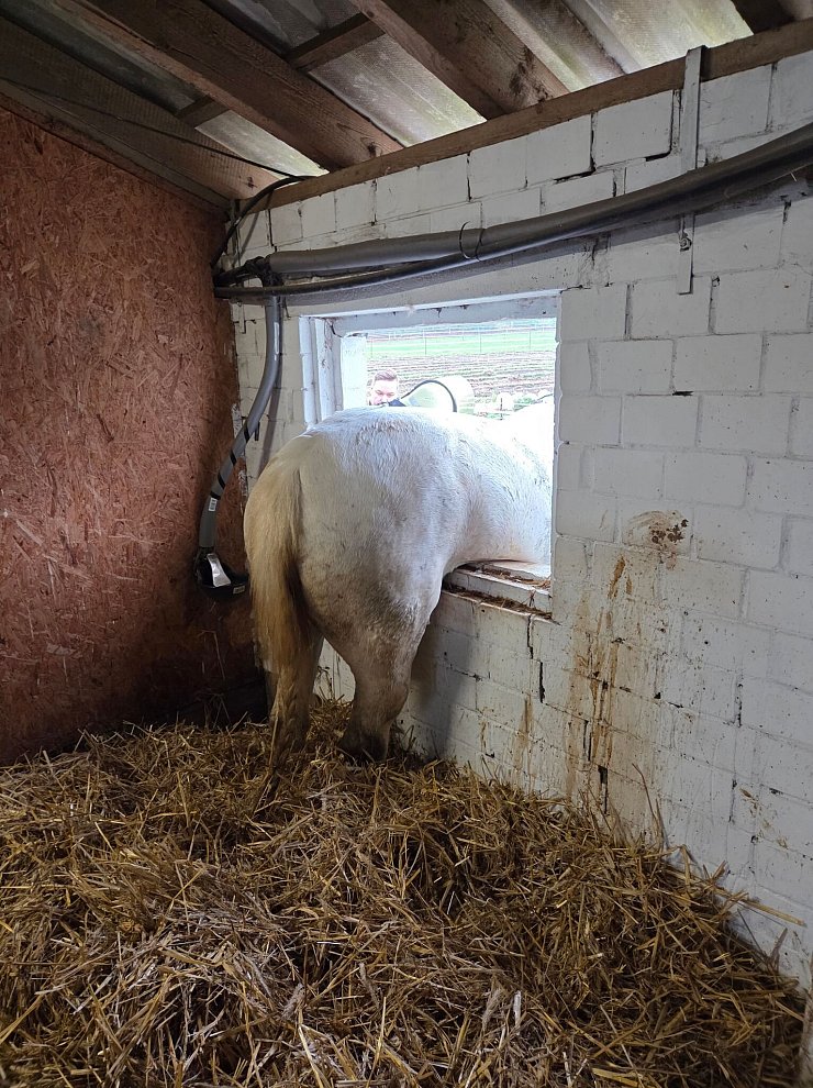 Weder vor, noch zurück: Die Feuerwehr musste das Pferd befreien. - © -/Feuerwehr Datteln/dpa