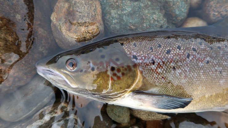 Ein Atlantischer Lachs - © Eva B. Thorstad, Nina/Nature/dpa