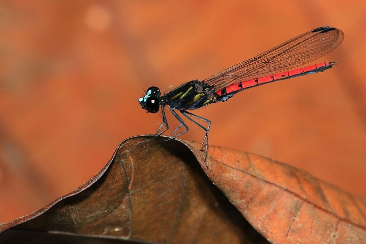 Eine Libelle der Art Chlorocypha cyanifrons - © Jens Kipping/Nature/dpa