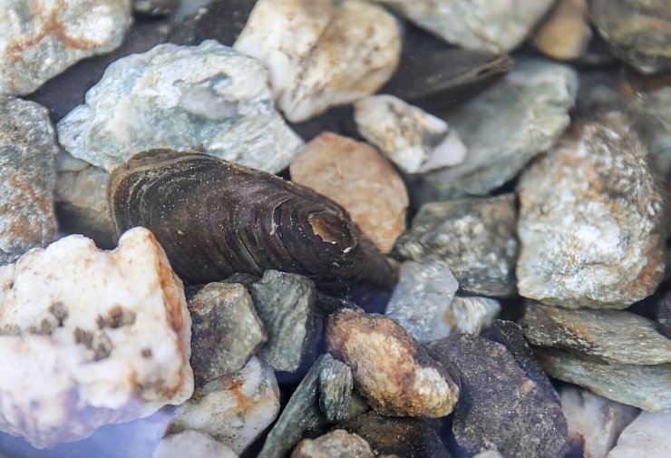 Auch die Flussperlmuschel (Margaritifera margaritifera) ist vom Aussterben bedroht. - © Jan Woitas/dpa-Zentralbild/dpa