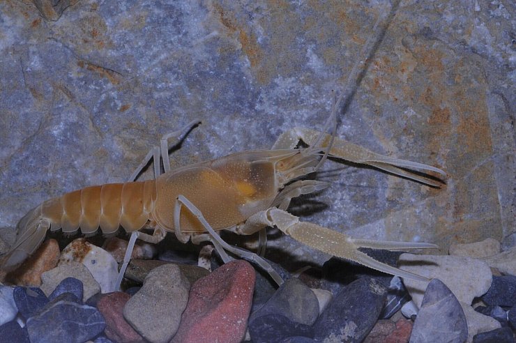 Der Flusskrebs Procambarus orcinus - © Keith A. Crandall Und C. Riley N/Nature/dpa